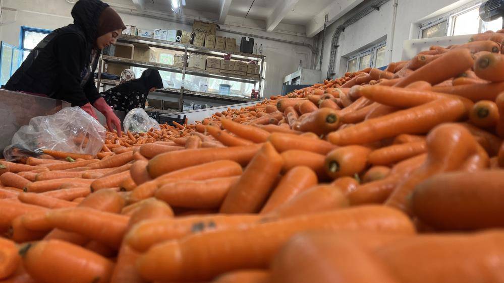 Konya’nın Türkiye’de iddialı olduğu üründe hasat zamanı 10